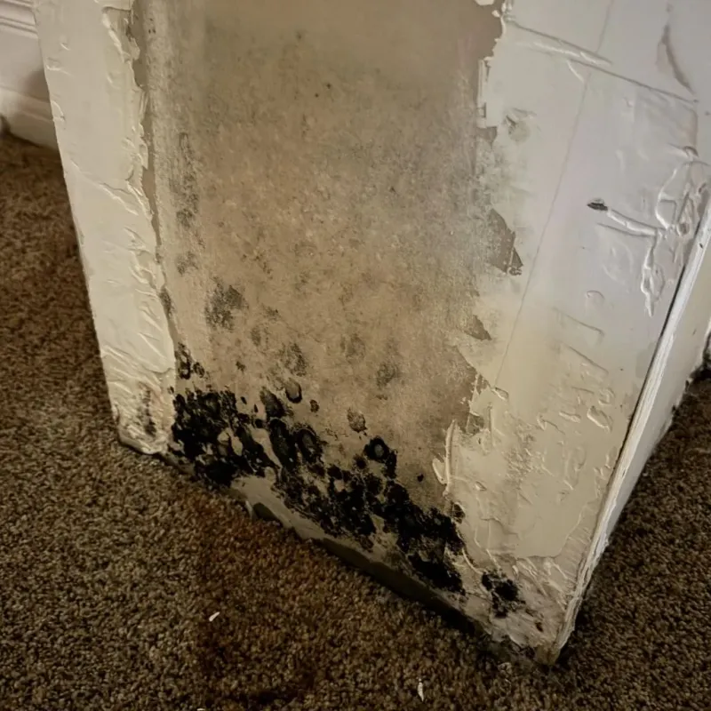 Professional Mold Removal in Hudson, MI